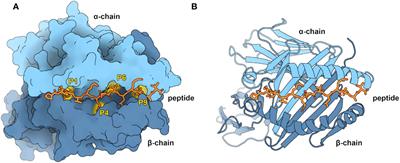 PANDORA v2.0: Benchmarking peptide-MHC II models and software improvements